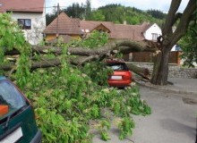 Kwikfynd Tree Cutting Services
chermsidewest
